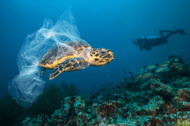 une tortue marine prise dans un sac plastique